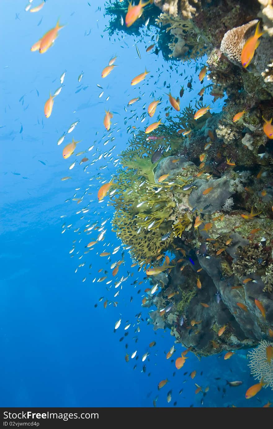 A colorful and vibrant tropical coral reef scene.