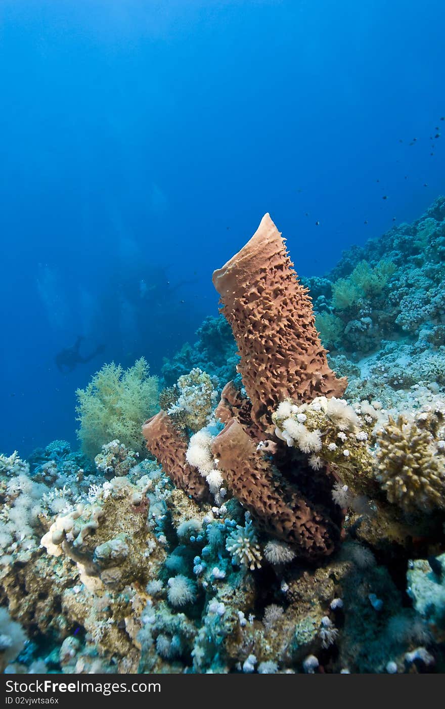 Prickly tube sponge (Callyspongia crassa) with scuba diver in the background. Temple, Sharm el Sheikh, Red Sea, Egypt. Prickly tube sponge (Callyspongia crassa) with scuba diver in the background. Temple, Sharm el Sheikh, Red Sea, Egypt.