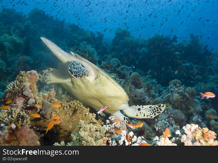 Adult male Hawksbill turtle (eretmochelys imbricata) feeding head down on a tropical coral reef. Thomas reef, Sharm el Sheikh, Red Sea, Egypt. Adult male Hawksbill turtle (eretmochelys imbricata) feeding head down on a tropical coral reef. Thomas reef, Sharm el Sheikh, Red Sea, Egypt.