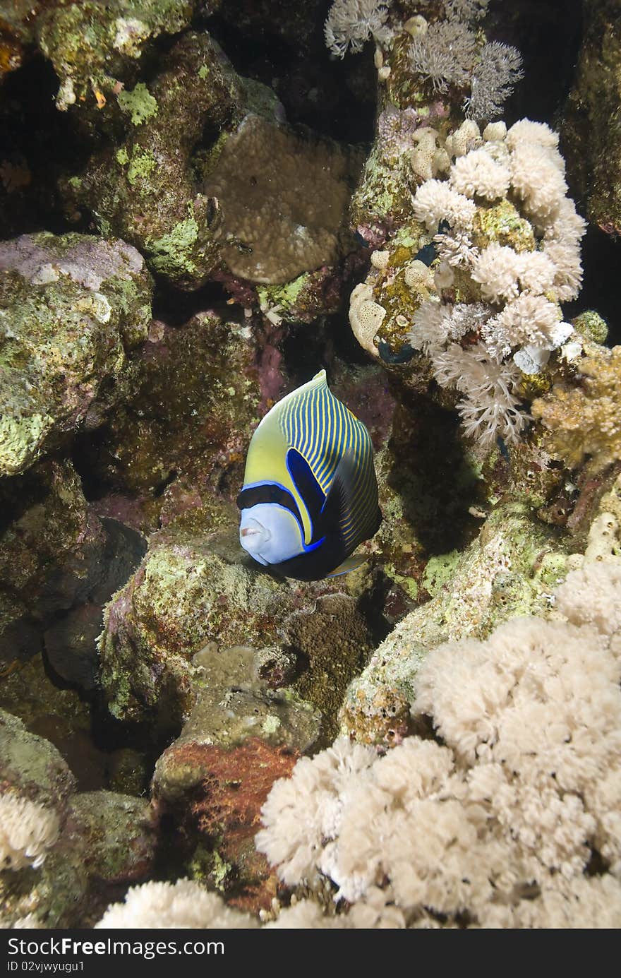 Tropical Emperor angelfish (Pomacanthus imperator). Temple, Sharm el Sheikh, Red Sea, Egypt. Tropical Emperor angelfish (Pomacanthus imperator). Temple, Sharm el Sheikh, Red Sea, Egypt.