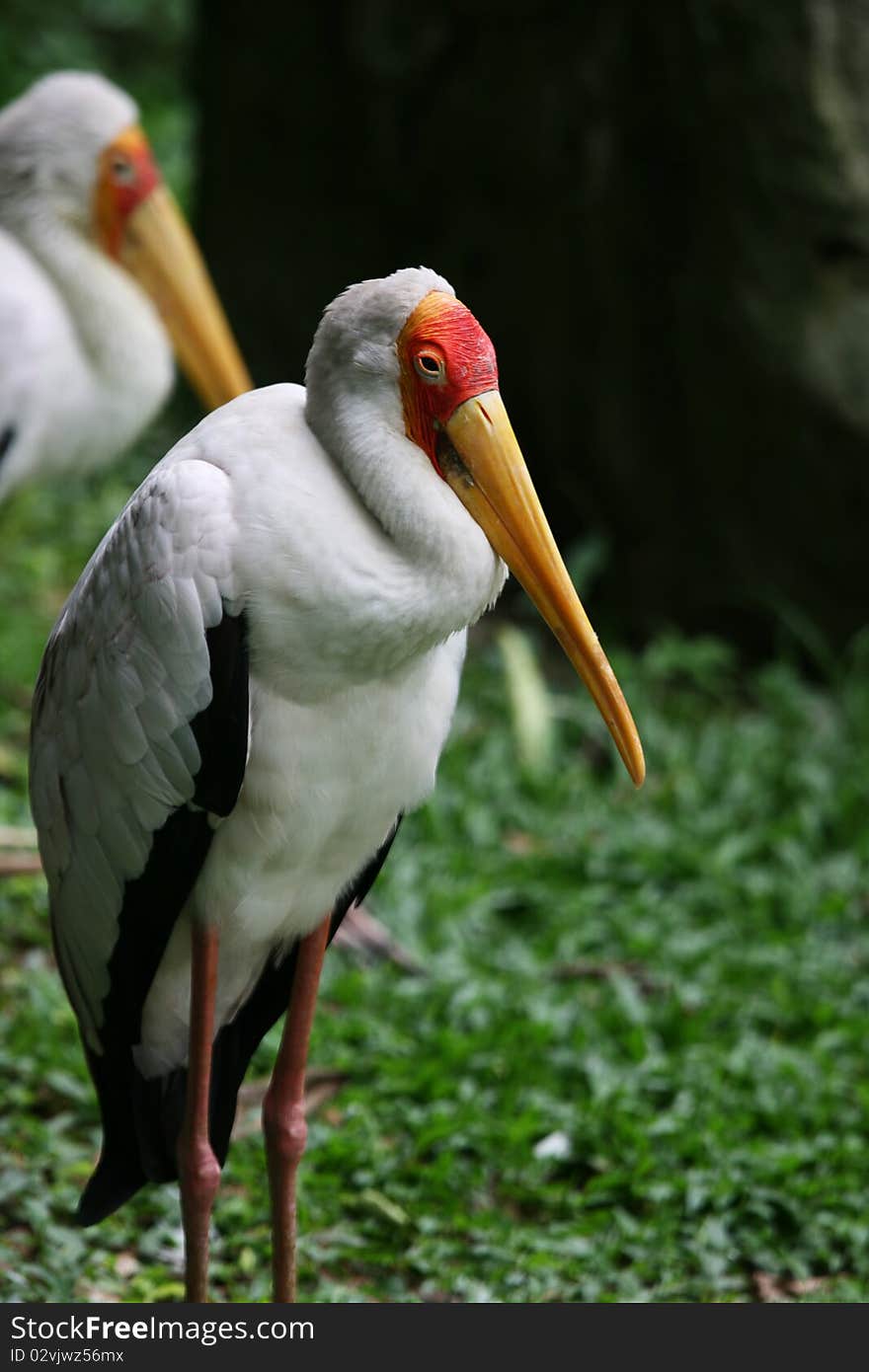 A close up of a stork at a bird park. A close up of a stork at a bird park