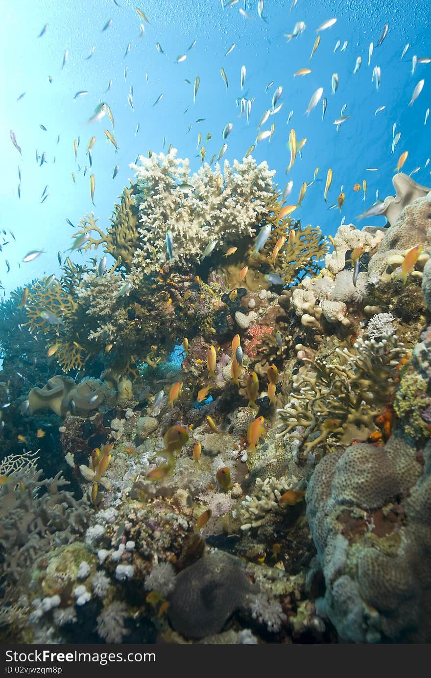 A colorful and vibrant tropical coral reef scene.