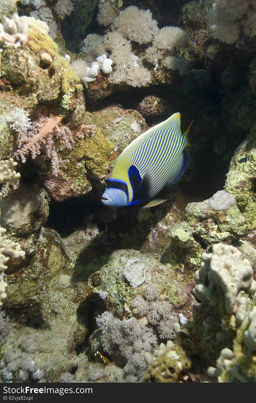 Tropical Emperor angelfish (Pomacanthus imperator). Temple, Sharm el Sheikh, Red Sea, Egypt. Tropical Emperor angelfish (Pomacanthus imperator). Temple, Sharm el Sheikh, Red Sea, Egypt.