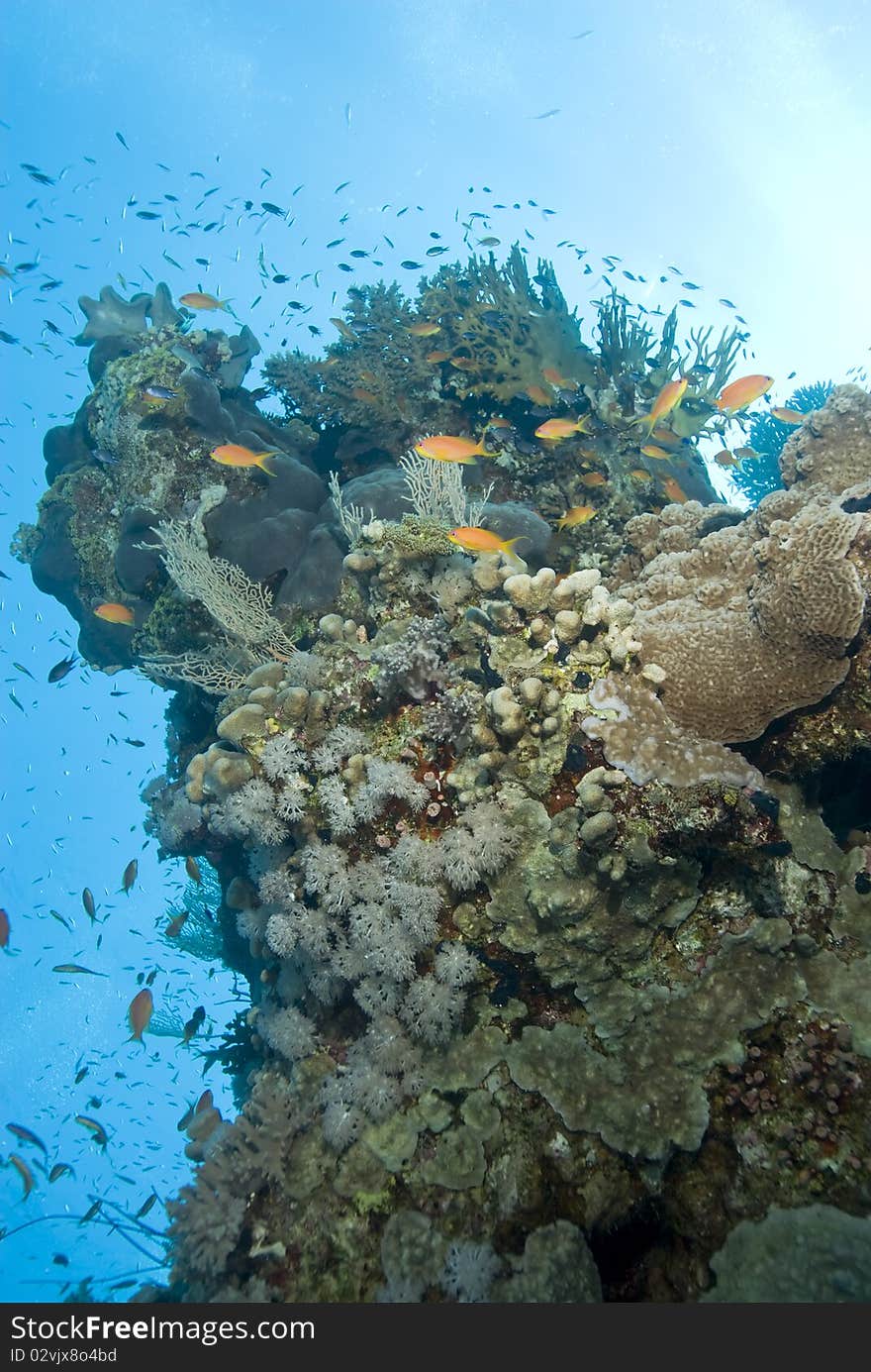 A colorful and vibrant tropical coral reef scene.