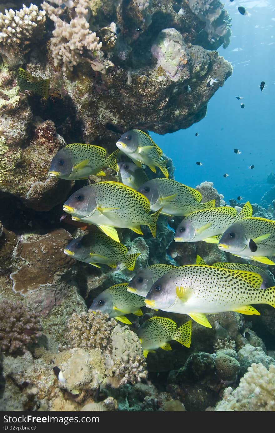 Blackspotted sweetlips (Plectorhinchus gaterinus) next to a tropical coral reef. Ras Umm Sid, Sharm el Sheikh, Red Sea, Egypt. Blackspotted sweetlips (Plectorhinchus gaterinus) next to a tropical coral reef. Ras Umm Sid, Sharm el Sheikh, Red Sea, Egypt.