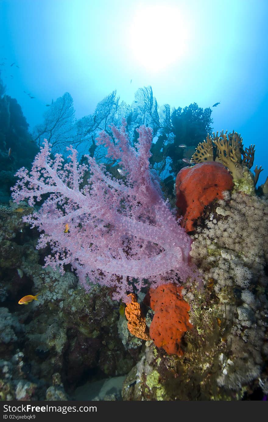 Vibrant pink soft coral on a tropical coral reef.