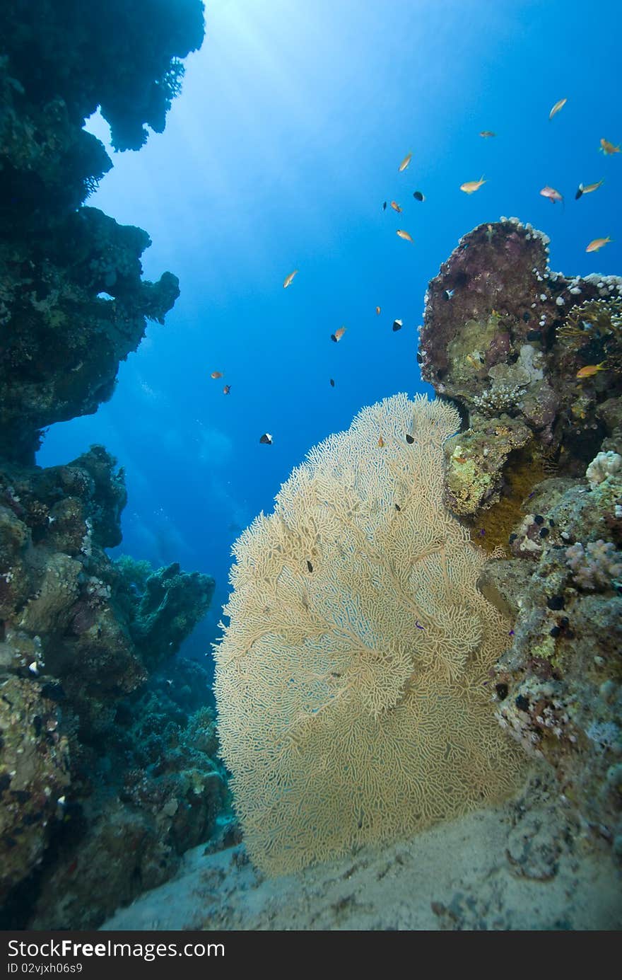 Pristine Gorgonian fan coral on a tropical coral reef. Temple, Sharm el Sheikh, Red Sea, Egypt.