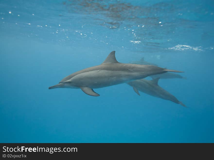 Swimming Spinner dolphins (Stenella longirostris). Sataya, Southern Red Sea, Egypt. Swimming Spinner dolphins (Stenella longirostris). Sataya, Southern Red Sea, Egypt.