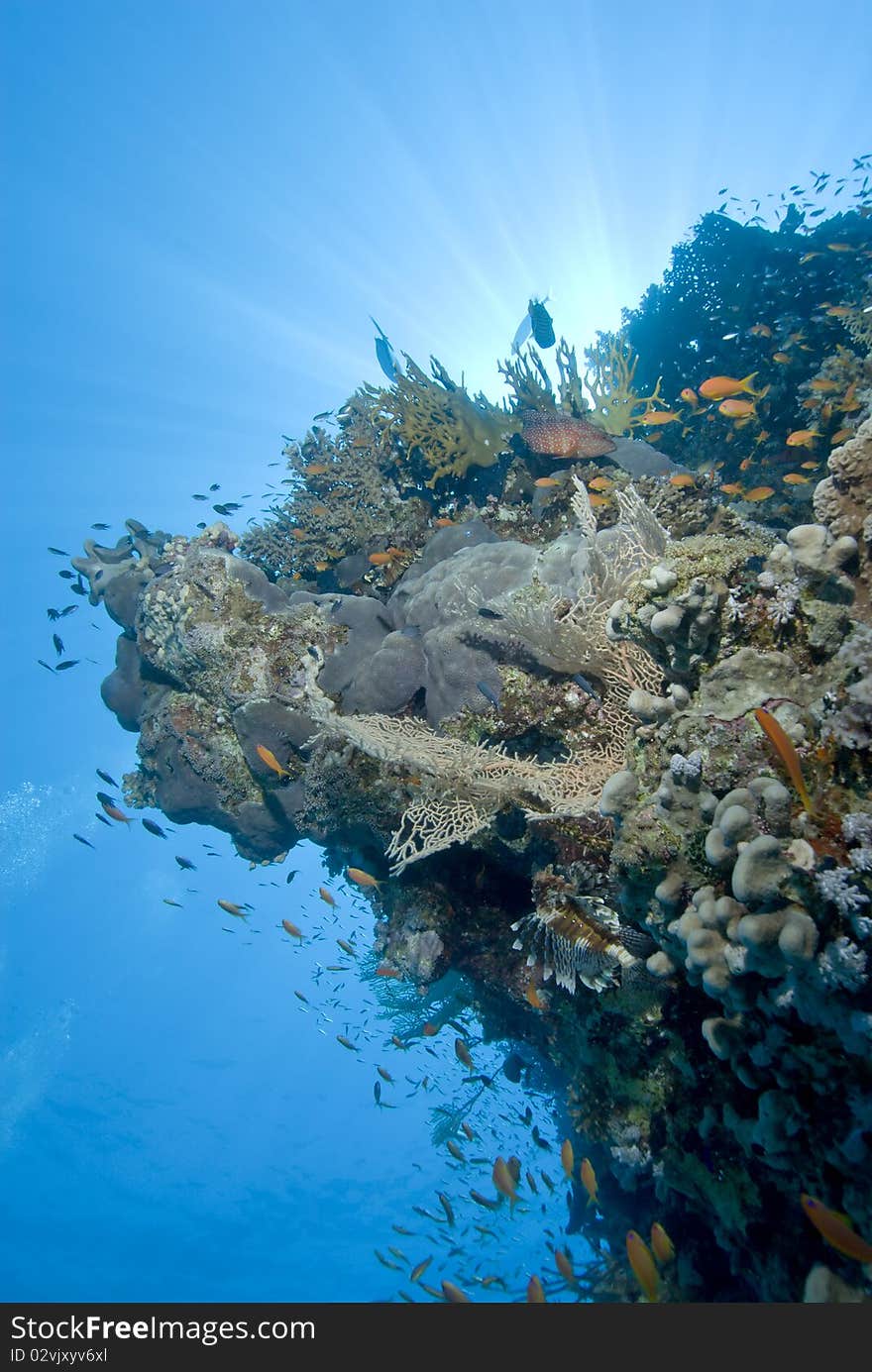 A Colorful And Vibrant Tropical Reef Scene.