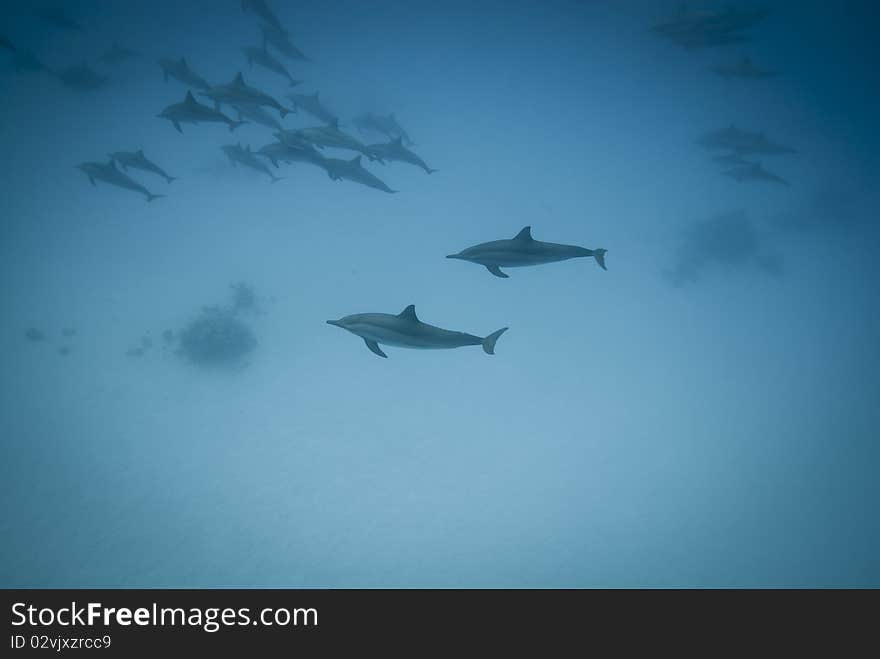 Schooling Spinner dolphins (Stenella longirostris) in the wild. Sataya, Southern Red Sea, Egypt. Schooling Spinner dolphins (Stenella longirostris) in the wild. Sataya, Southern Red Sea, Egypt.