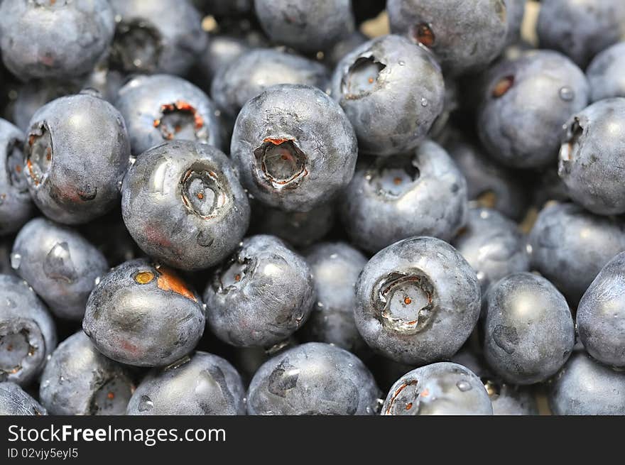 Freshly picked blueberries