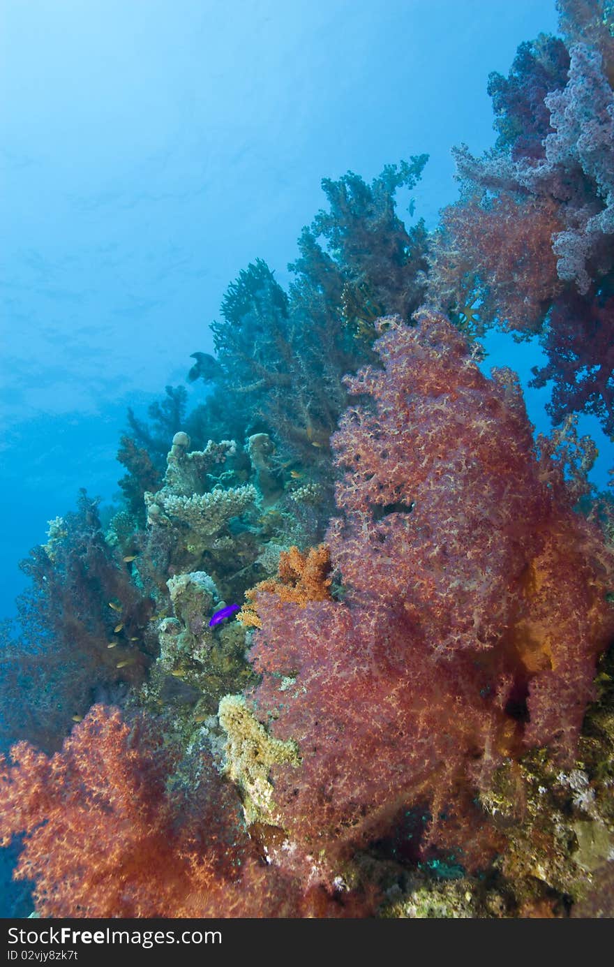 Vibrant orange Broccoli soft coral (Dendronephthya hemprichi) growing on a tropical coral reef. Near Garden, Sharm el Sheikh, Red Sea, Egypt. Vibrant orange Broccoli soft coral (Dendronephthya hemprichi) growing on a tropical coral reef. Near Garden, Sharm el Sheikh, Red Sea, Egypt.