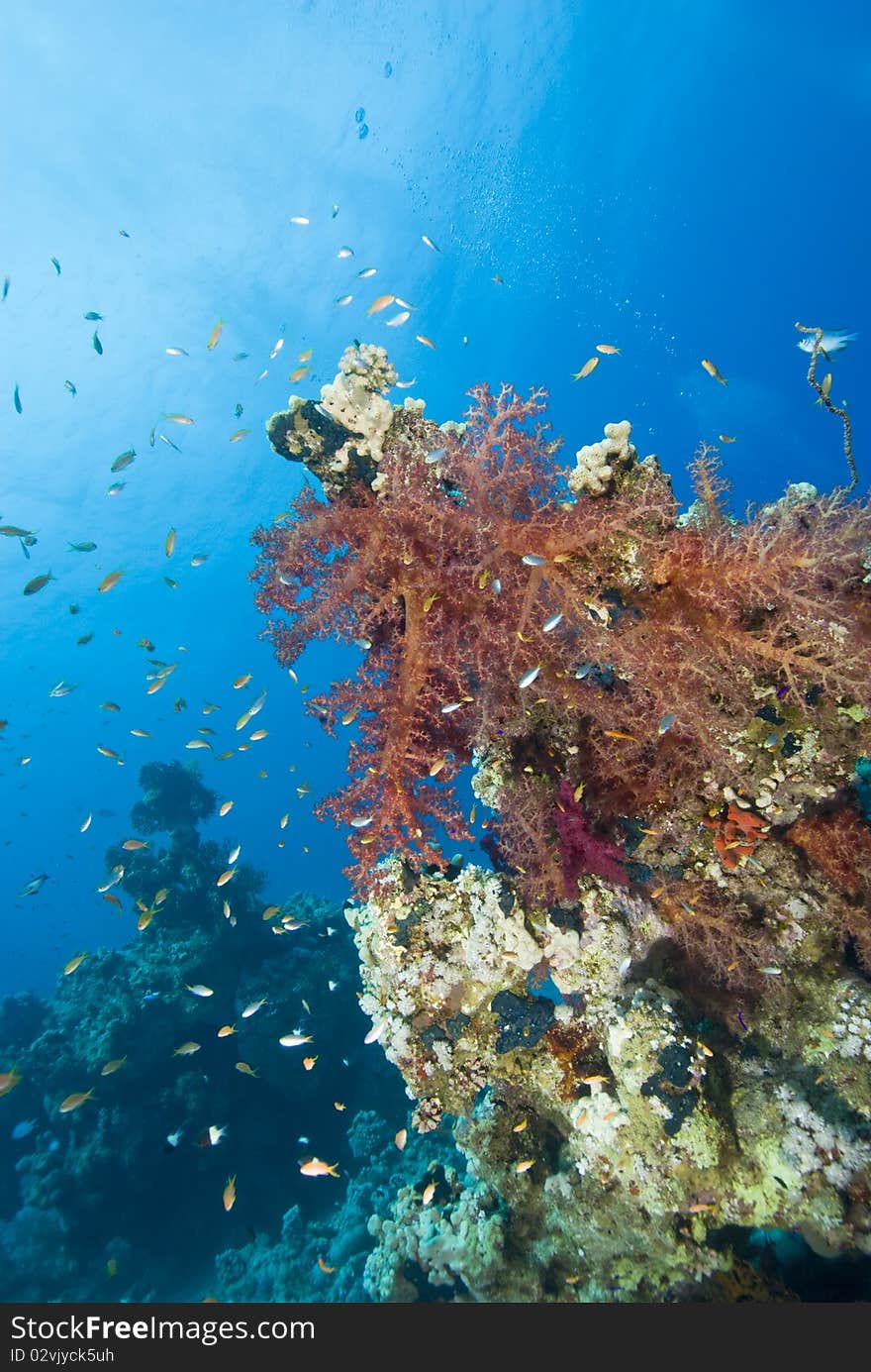 Vibrant orange Broccoli soft coral.