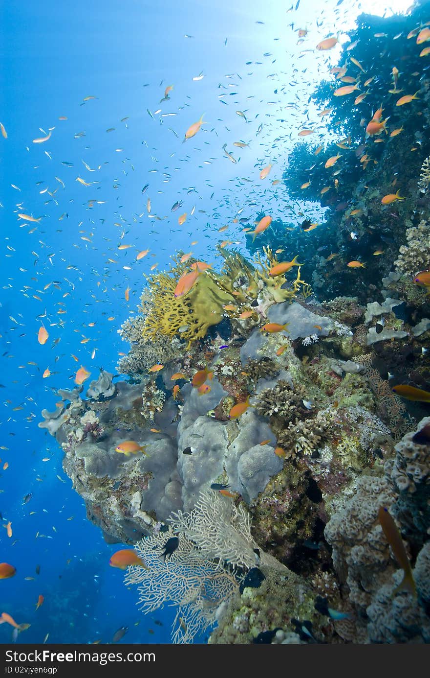 A colorful and vibrant tropical reef scene.