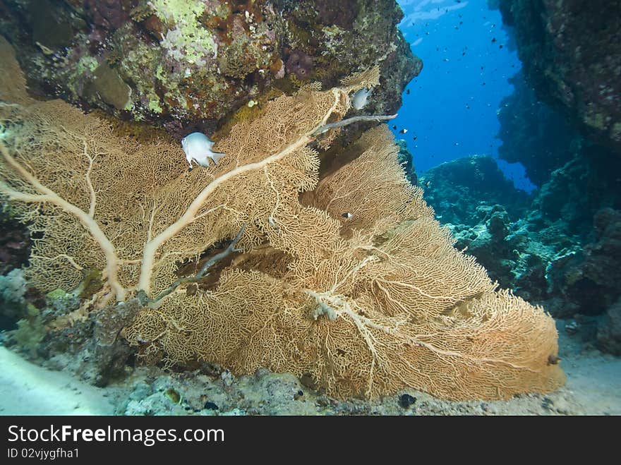 Pristine Gorgonian fan coral on a tropical coral reef. Temple, Sharm el Sheikh, Red Sea, Egypt. Pristine Gorgonian fan coral on a tropical coral reef. Temple, Sharm el Sheikh, Red Sea, Egypt.