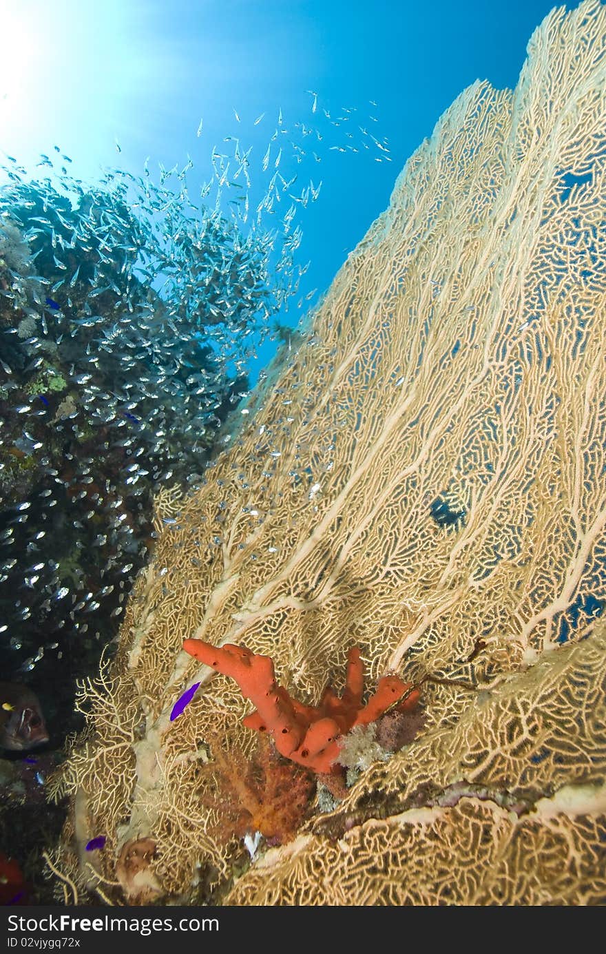 Tropical Gorgonian Fan Coral With Red Sponge.