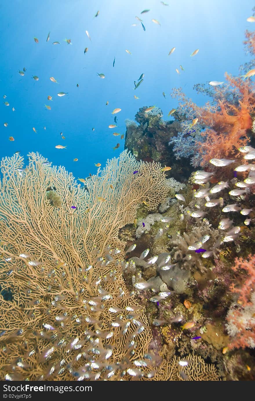 Tropical coral reef scene. Near Garden, Sharm el Sheikh, Red Sea, Egypt.