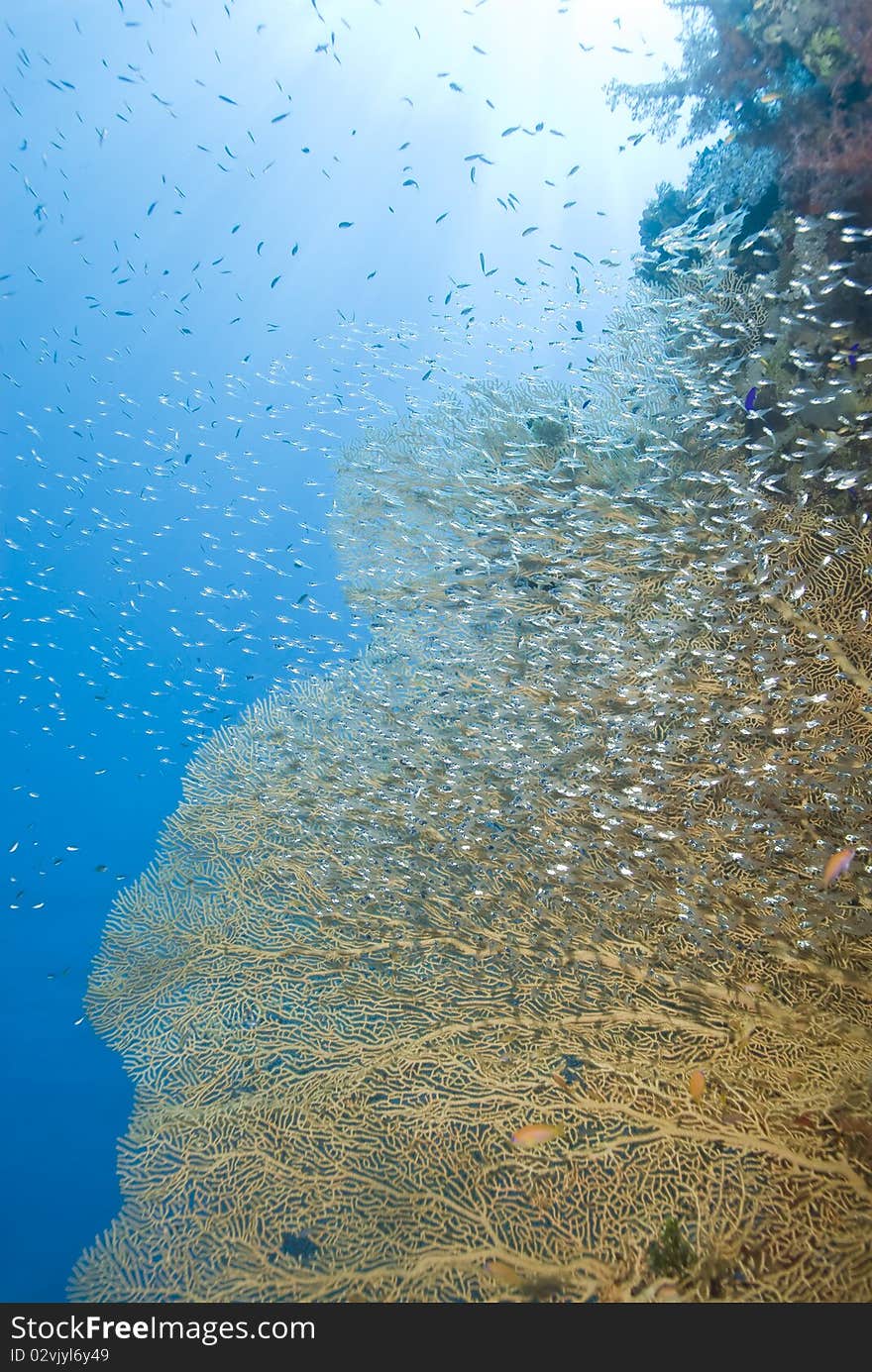 Gorgonian fan coral (Annella mollis) with school of baitfish. Near Garden, Sharm el Sheikh, Red Sea, Egypt. Gorgonian fan coral (Annella mollis) with school of baitfish. Near Garden, Sharm el Sheikh, Red Sea, Egypt.