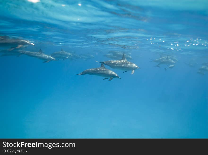 Swimming Spinner dolphins (Stenella longirostris). Sataya, Southern Red Sea, Egypt. Swimming Spinner dolphins (Stenella longirostris). Sataya, Southern Red Sea, Egypt.