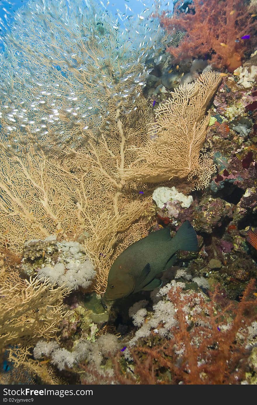 Gorgonian fan coral (Annella mollis) with Redmouth grouper (Aethaloperca rogaa) and school of baitfish. Near Garden, Sharm el Sheikh, Red Sea, Egypt. Gorgonian fan coral (Annella mollis) with Redmouth grouper (Aethaloperca rogaa) and school of baitfish. Near Garden, Sharm el Sheikh, Red Sea, Egypt.