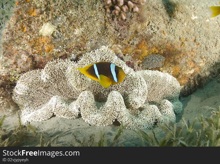 Red Sea anemonefish, aka. Nemo, close to a barrel.