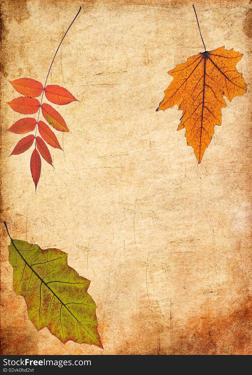 Autumn Leaves on the Old Paper