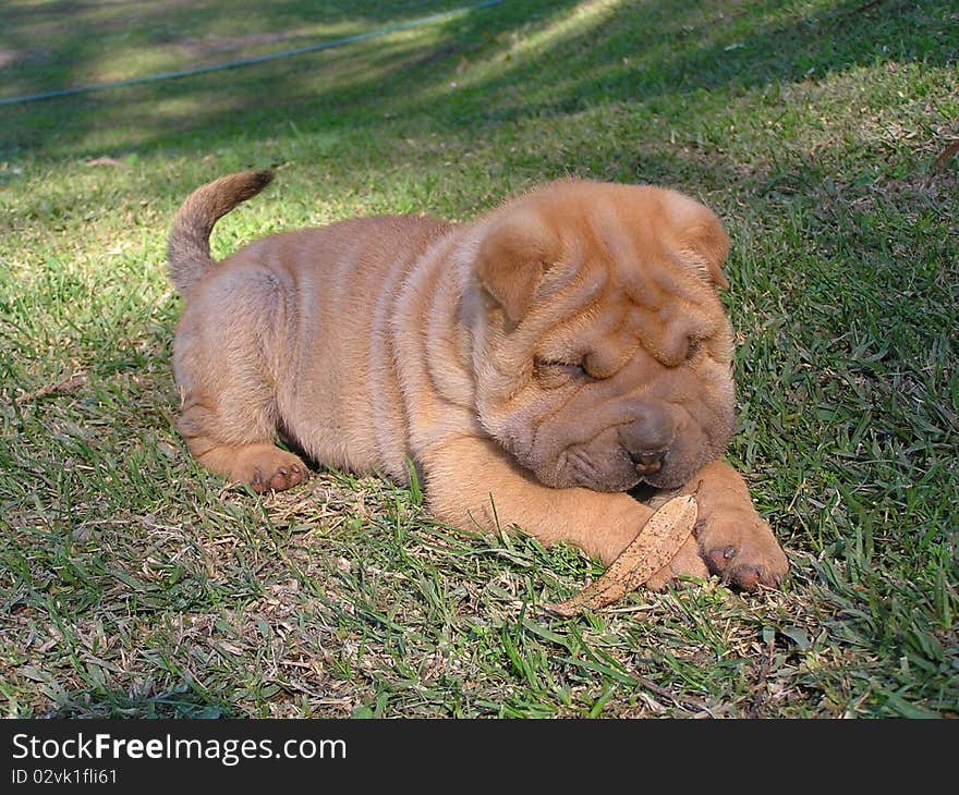 Sharpei Puppy