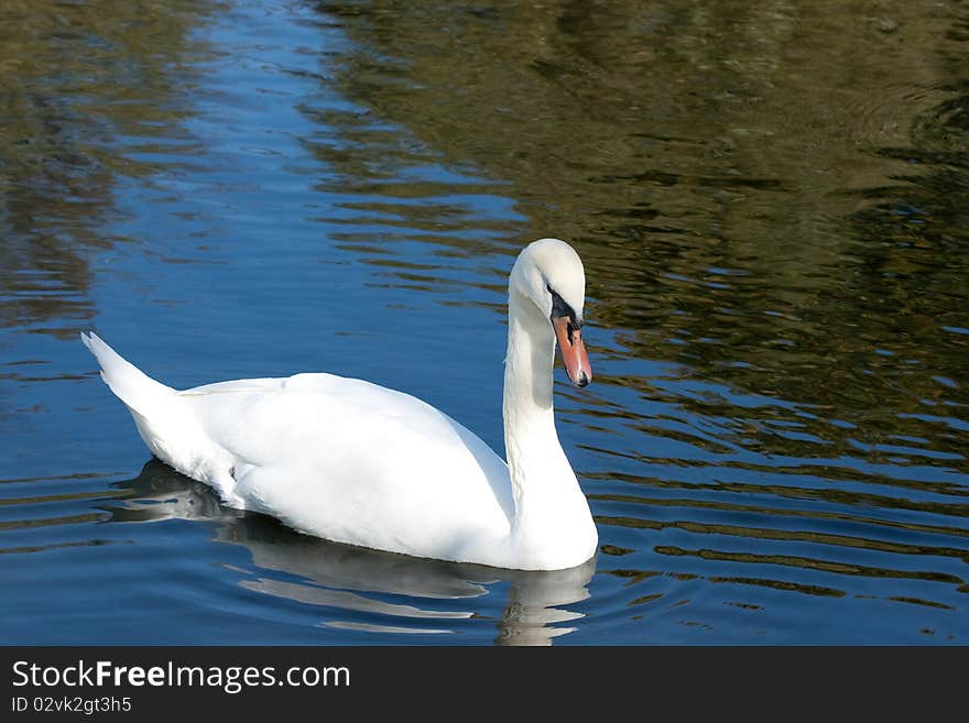 The white swan swiming in water