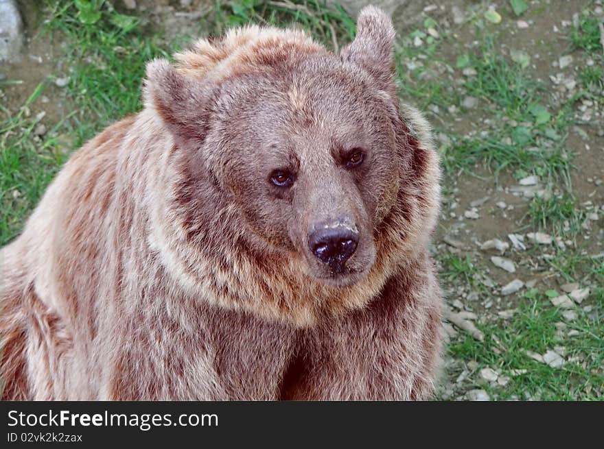 Portrait of an Ursus arctos. Portrait of an Ursus arctos