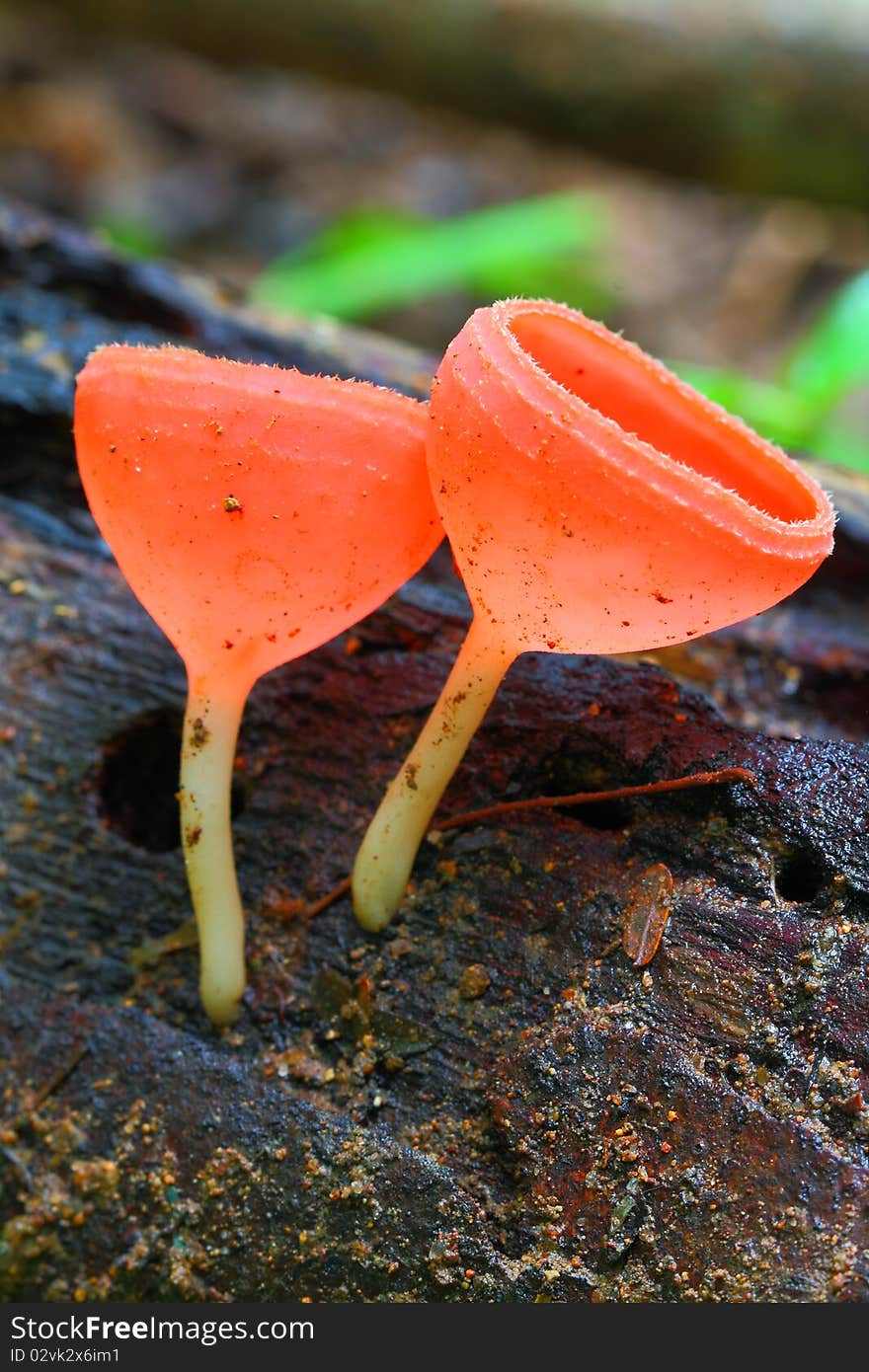 The champagne mushroom.