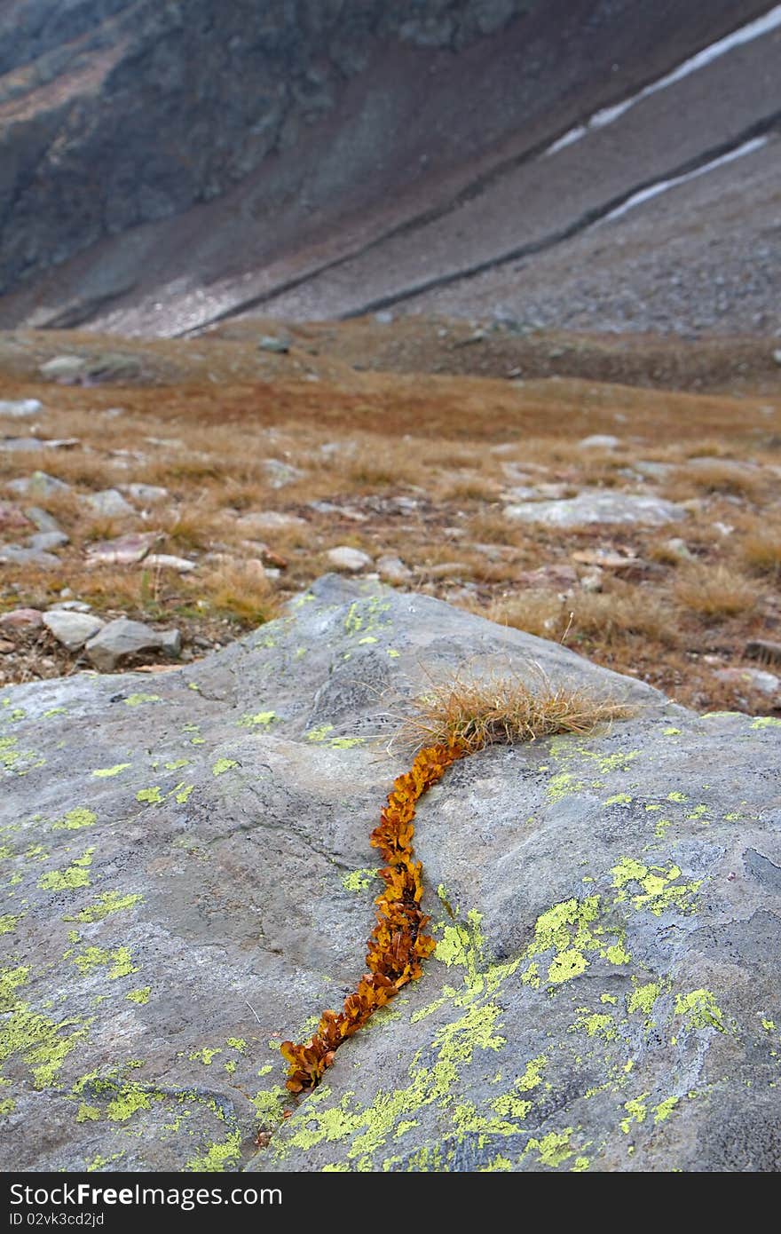 Alpin plant under a summit at 2300 meters on the sea-level. Alpin plant under a summit at 2300 meters on the sea-level