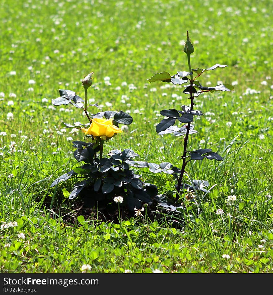 Bush of yellow roses in a sunlight