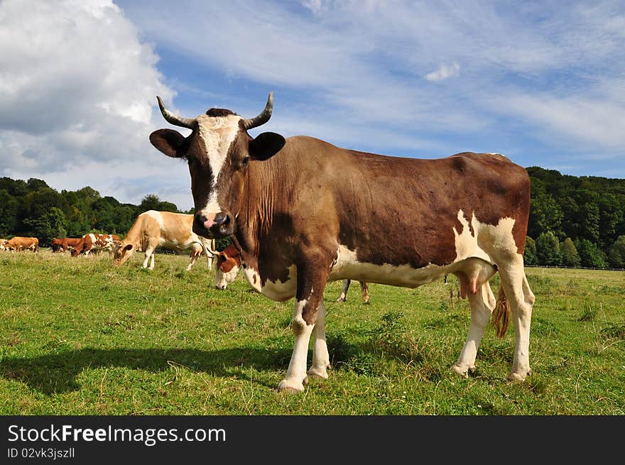 A cow on a summer pasture in a rural landscape under clouds.