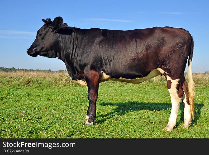 Cow On A Summer Pasture