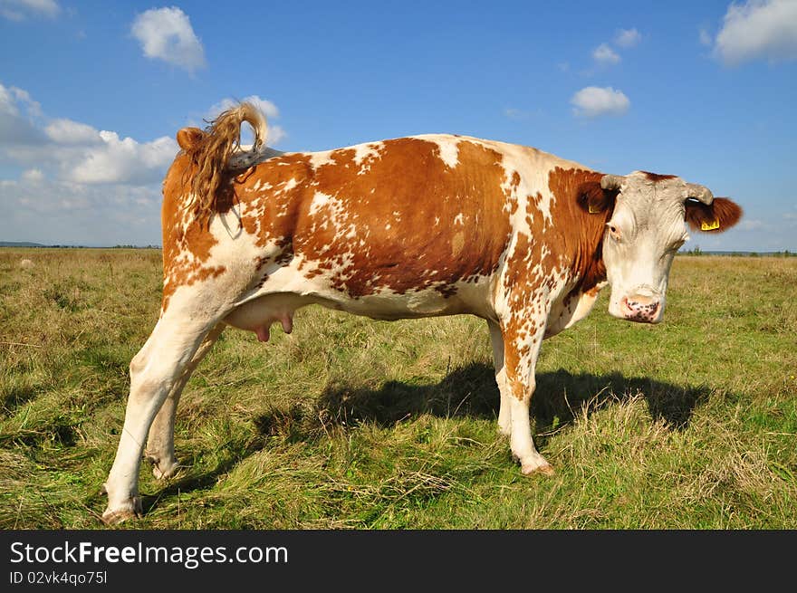 Cow on a summer pasture