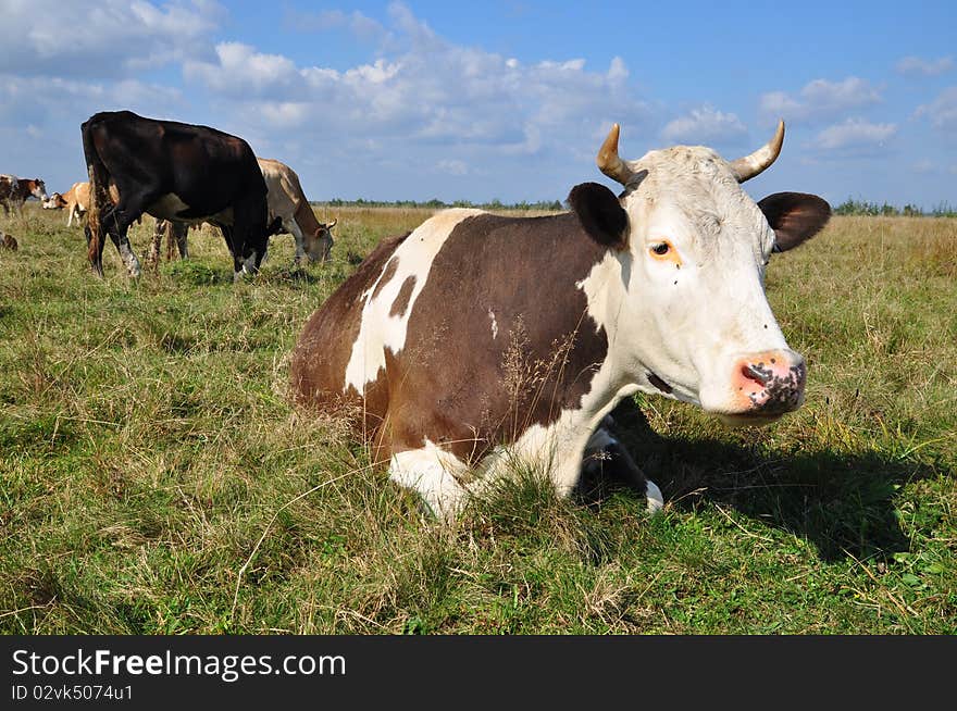 Cows on a summer pasture