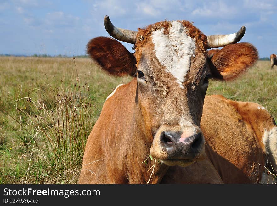 Head of a cow.