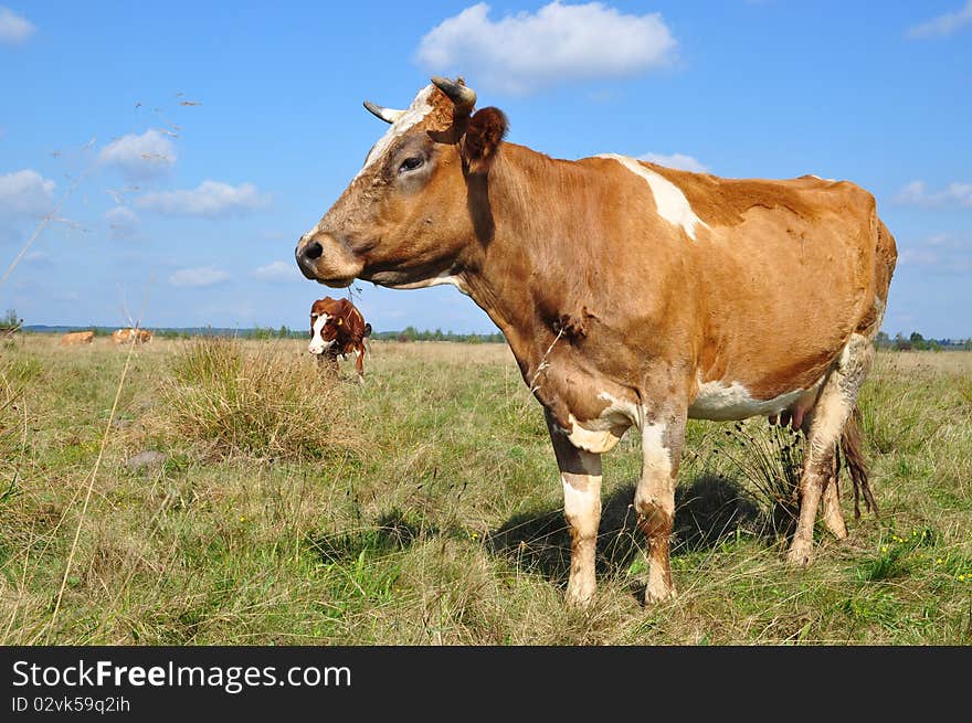 Cow on a summer pasture