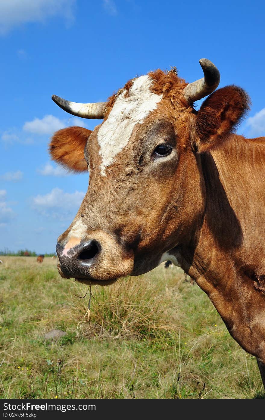 Head of a cow.