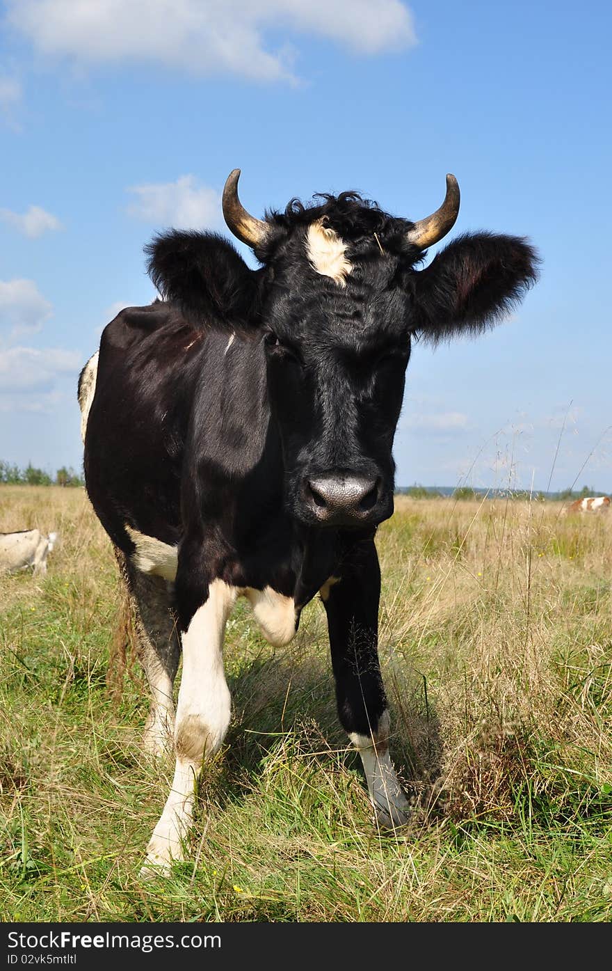 Cow on a summer pasture