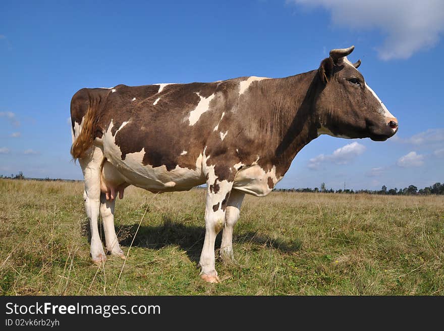 Cow on a summer pasture