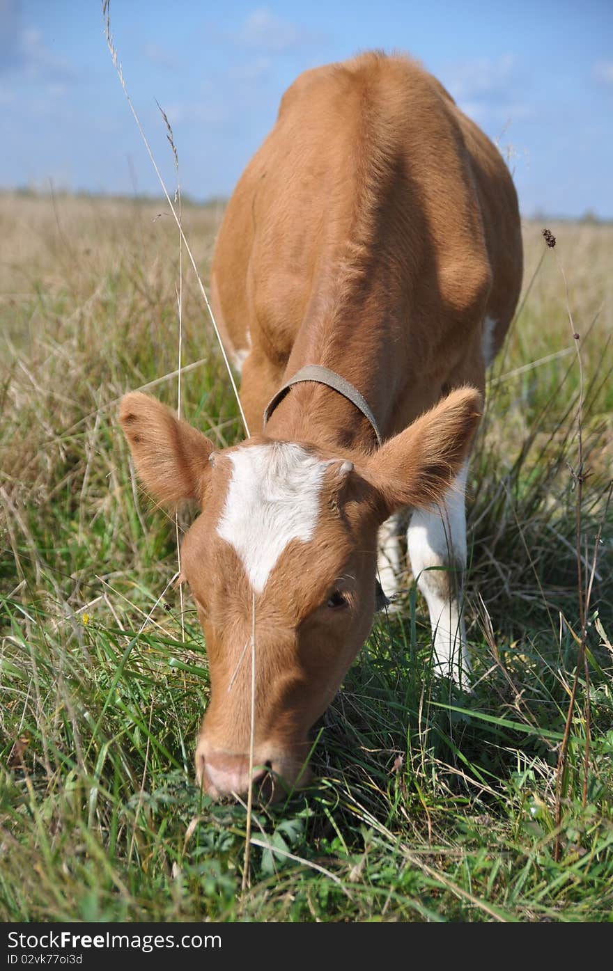 The calf on a summer pasture.