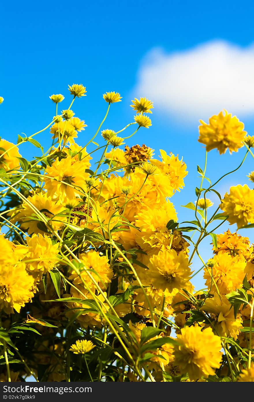 Yellow flowers against the blue sky and a cloud