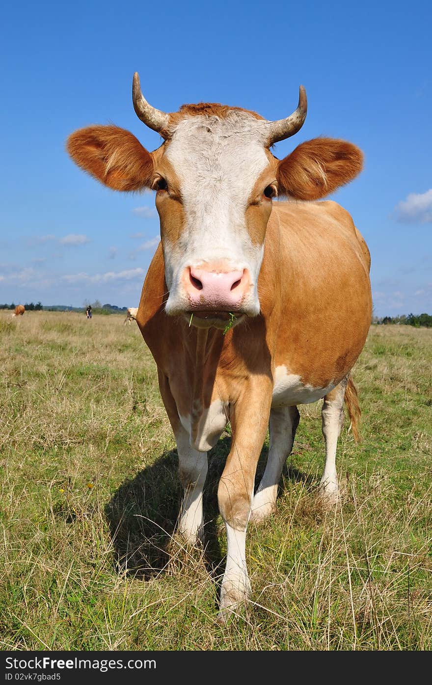 Cow on a summer pasture