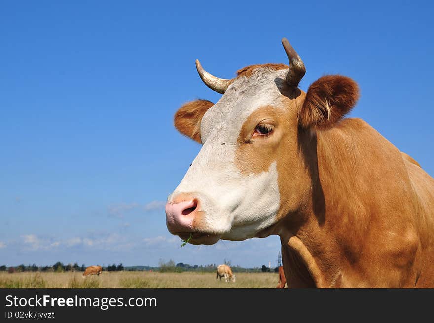 Head of a cow.