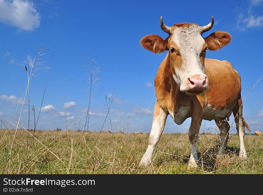 Cow on a summer pasture