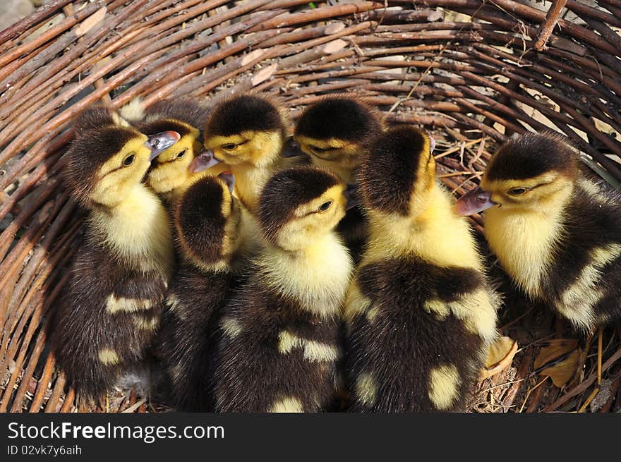 Ducklings in a basket.