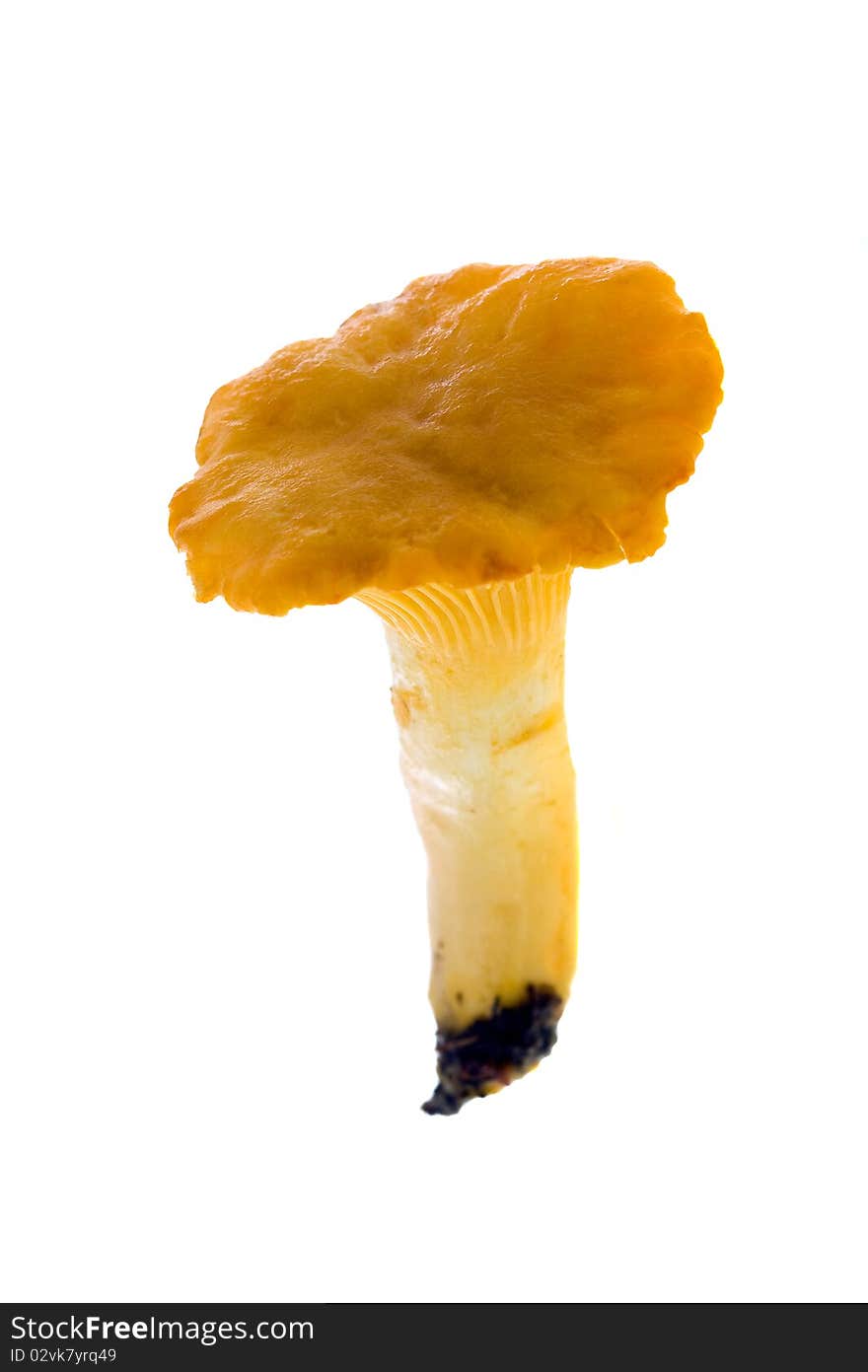 Mushrooms (chanterelle)