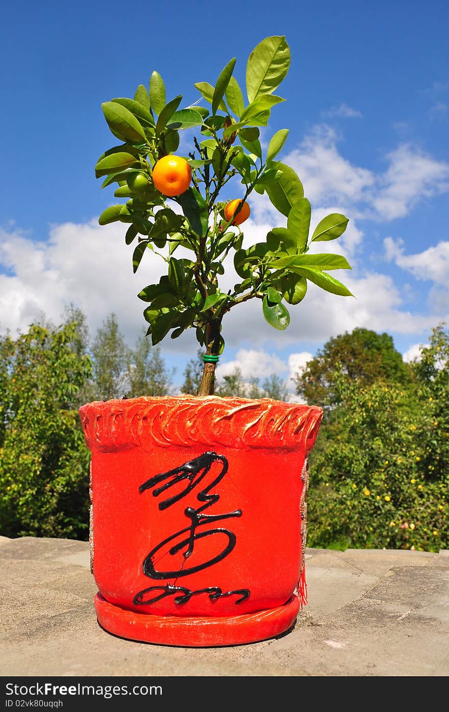 Dwarfish tree a tangerine.