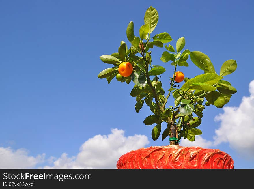 Dwarfish Tree A Tangerine.